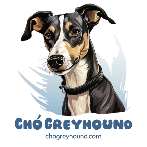 chogreyhound.com